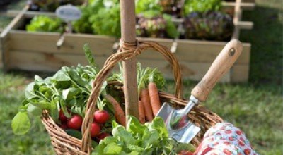 Moestuin