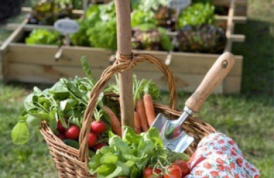 Moestuin