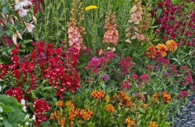 Beplanting